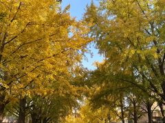 -三里屯东五街银杏大道