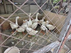 -鱼窝棚柴火铁锅炖(富山屯店)