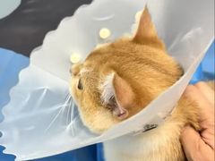 -纳吉亚猫专科动物诊疗中心(蒋宅口分院)