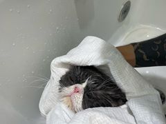 -FAELING PETS美天灵宠物(富力广场店)
