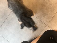 -帕帕拉兹宠物(亚洲旗舰店)