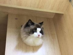 -老吴的猫·猫舍(新区店)