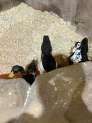 -宝燕乐园(闵行旗舰店)