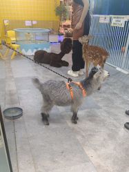 -神奇动物撸宠馆·羊驼·小浣熊·异宠(豫园店)