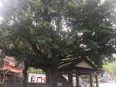 -神光山国家森林公园