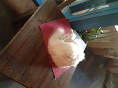 -Babycat私家御饼屋(龙头路一店)