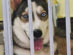 -爱诺耐芙动物医院(万博店)