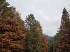 -云溪植物园