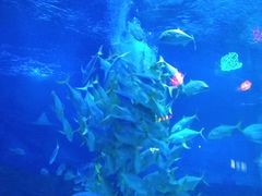 -烟台海昌鲸鲨海洋公园