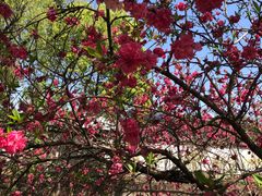 -南汇桃花村