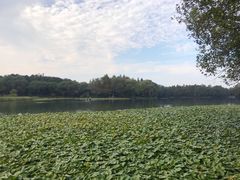 -中国茶叶博物馆(双峰馆区)
