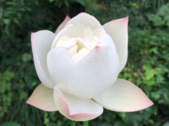 -苏阳许记绿豆汤(阳山店)