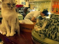-猫色咖啡·猫咖