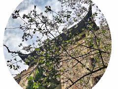 -武汉大学-樱园