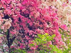 -深圳国际园林花卉博览园