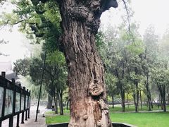 -晋祠公园