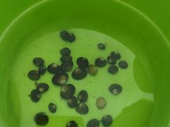 -成都市活水公园