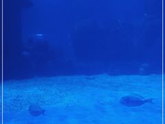 -石家庄海洋公园