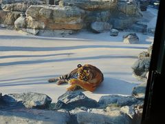 -北京野生动物园