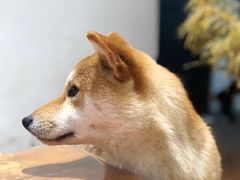 -About Bistro關於·泰式家庭料理