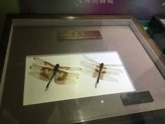-上海昆虫博物馆