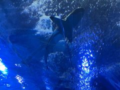 -太平洋海底世界