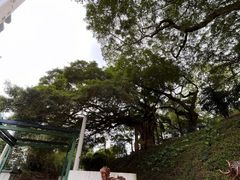 -九龙公园