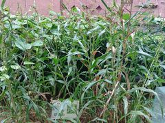 -广州神农草堂中医药博物馆