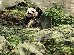 -都江堰中华大熊猫苑