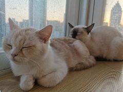 -Heymao猫咖.咖啡厅(东门店)