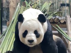 -栾川竹海野生动物园