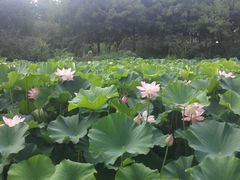 -荆川公园