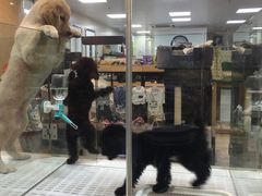 -瑞鹏宠物医院·骨科·猫科·内科(第一中心)