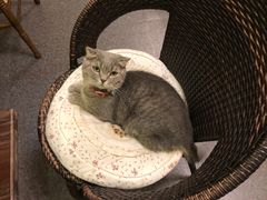 -猫色咖啡·猫咖