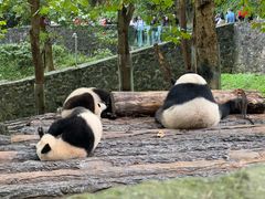 -都江堰中华大熊猫苑