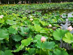 -荷塘月色湿地公园·向阳花洲