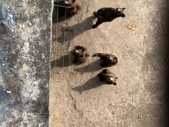 -哈尔滨北方森林动物园