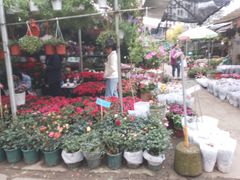 -桂林市花鸟市场