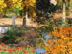 -永定河休闲森林公园