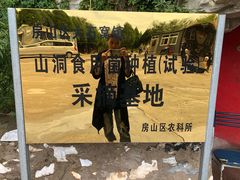 -仙蘑洞