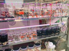 -哈尔滨道外花鸟鱼市场