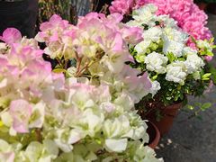 -金陵花卉交易市场