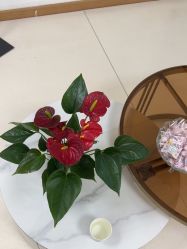 -薇兰专业脱毛连锁机构