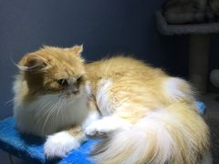 -喵的天空名猫咖啡馆·撸猫·猫舍·用品