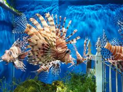 -太平洋海底世界