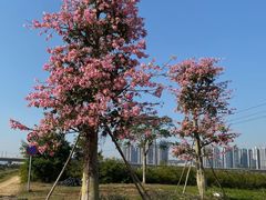 -光明小镇欢乐田园
