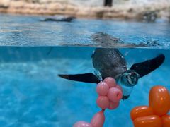 -帝企鹅自助餐厅•儿童岛•真企鹅(长隆企鹅酒店)