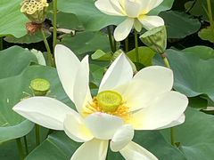 -莲花池公园