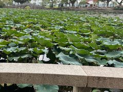 -无锡蠡湖国家湿地公园-蠡园
