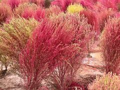 -汉长安城未央宫国家考古遗址公园